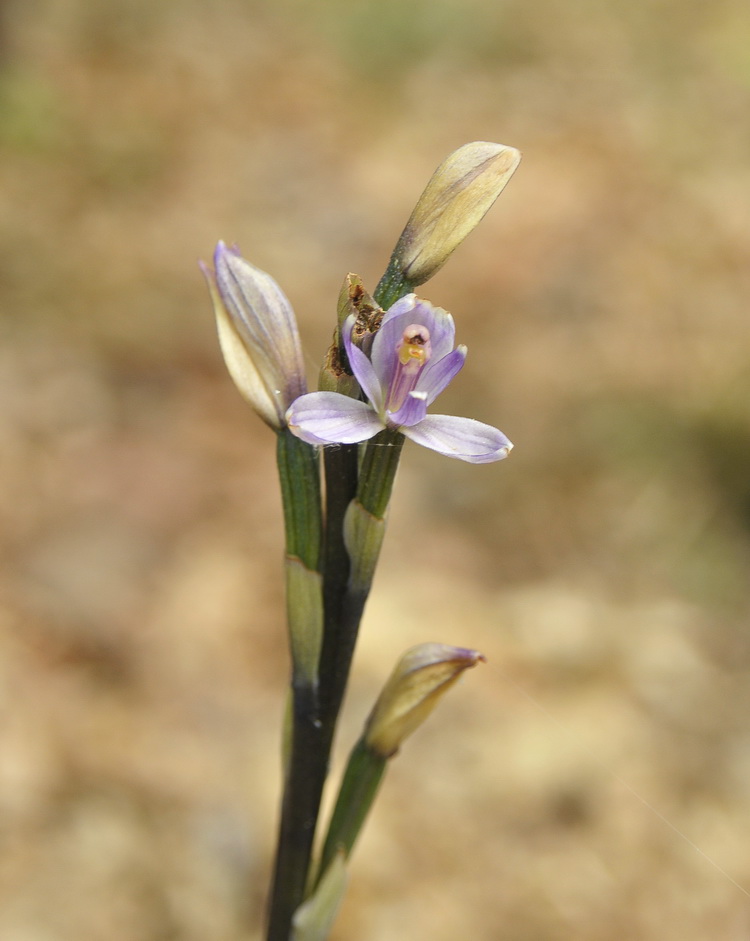 Limodorum trabutianum